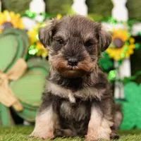 PETER, a male Miniature Schnauzer for sale in Lake Mills, IA – Photo 1 of 3
