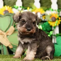PETER, a male Miniature Schnauzer for sale in Lake Mills, IA – Photo 2 of 3