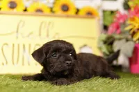 SHATTER, a female Scottish Terrier and Havapoo for sale in Lake Mills, IA – 2 of 3