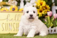 TRUNK, a male Schnoodle for sale in Lake Mills, IA – 2 of 3