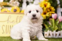TRUNK, a male Schnoodle for sale in Lake Mills, IA – 3 of 3