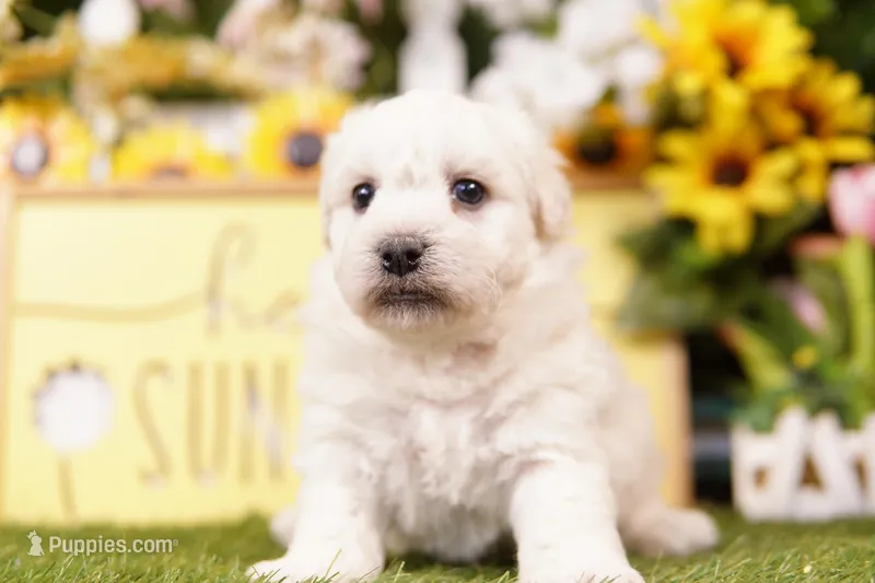 TRUNK – Schnoodle puppy for sale in Lake Mills, IA