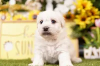 TRUNK, a male Schnoodle for sale in Lake Mills, IA – 1 of 3