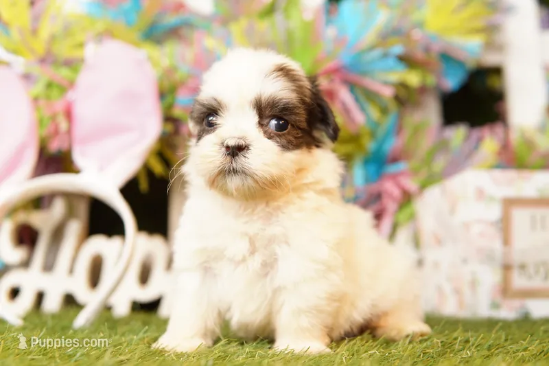 GOUDA – Cavalier King Charles Spaniel, Shichon puppy for sale in Lake Mills, IA