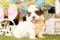 GOUDA, a male Cavalier King Charles Spaniel and Shichon for sale in Lake Mills, IA – Photo 2 of 3