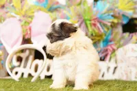 GOUDA, a male Cavalier King Charles Spaniel and Shichon for sale in Lake Mills, IA – Photo 3 of 3