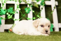 KEEL, a female Shichon for sale in Lake Mills, IA – Photo 2 of 3
