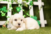 KEEL, a female Shichon for sale in Lake Mills, IA – Photo 3 of 3