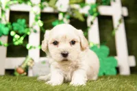 KEEL, a female Shichon for sale in Lake Mills, IA – Photo 1 of 3