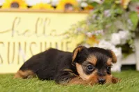 HOGAN, a male Yorkshire Terrier for sale in Lake Mills, IA – 3 of 3