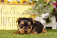 HOGAN, a male Yorkshire Terrier for sale in Lake Mills, IA – 2 of 3