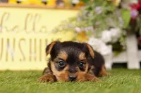 HOGAN, a male Yorkshire Terrier for sale in Lake Mills, IA – 1 of 3