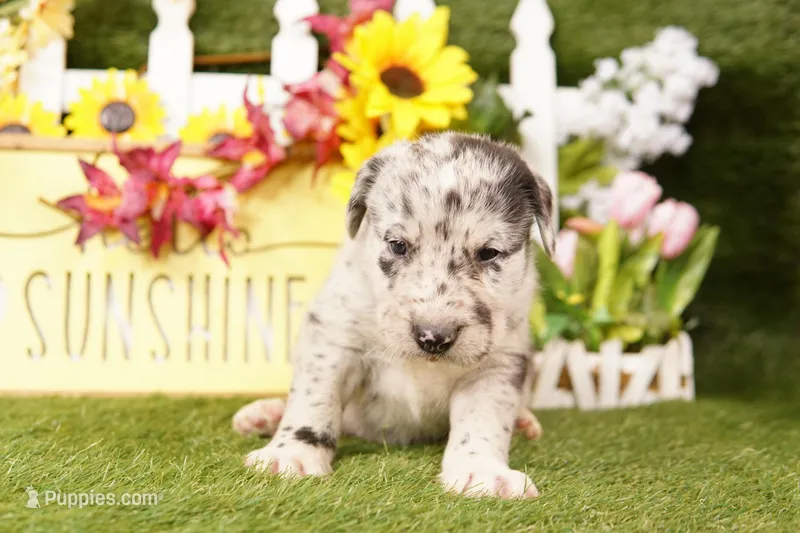 WAGON – Old English Sheepdog, Great Dane puppy for sale in Lake Mills, IA