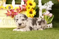 WAGON, a female Old English Sheepdog and Great Dane for sale in Lake Mills, IA – Photo 3 of 3