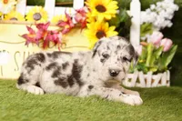WAGON, a female Old English Sheepdog and Great Dane for sale in Lake Mills, IA – Photo 2 of 3