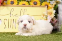 OCEAN, a male Havanese for sale in Lake Mills, IA – Photo 2 of 3