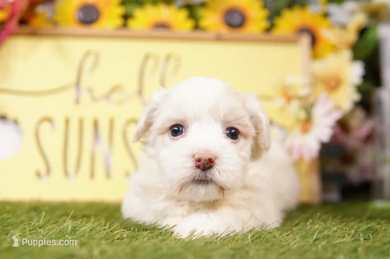 OCEAN – Havanese puppy for sale in Lake Mills, IA
