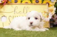 OCEAN, a male Havanese for sale in Lake Mills, IA – Photo 3 of 3