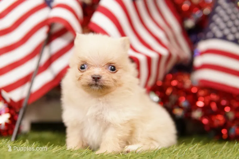 SUGAR BOWL – Pomeranian puppy for sale in Lake Mills, IA