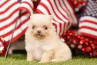 SUGAR BOWL, a female Pomeranian for sale in Lake Mills, IA – 1 of 3