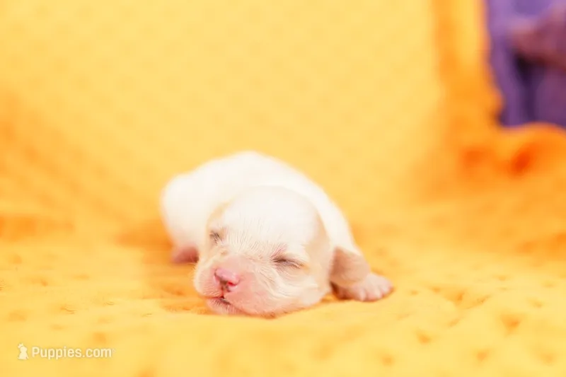 BUTTERFLY – Cavachon puppy for sale in Lake Mills, IA