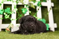 HULL, a female Shichon for sale in Lake Mills, IA – Photo 2 of 3