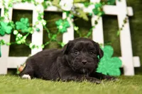 HULL, a female Shichon for sale in Lake Mills, IA – Photo 3 of 3