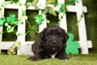 HULL, a female Shichon for sale in Lake Mills, IA – Photo 1 of 3