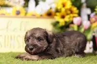CLOTHO, a female Schnoodle for sale in Lake Mills, IA – 3 of 3