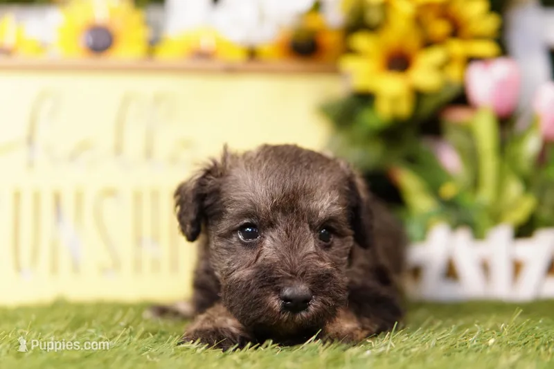 CLOTHO – Schnoodle puppy for sale in Lake Mills, IA