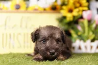 CLOTHO, a female Schnoodle for sale in Lake Mills, IA – 1 of 3