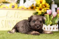 CLOTHO, a female Schnoodle for sale in Lake Mills, IA – 2 of 3
