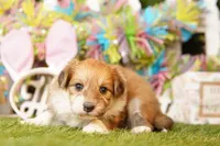 JACK, a male Pomeranian and Bichpoo for sale in Lake Mills, IA – Photo 2 of 3