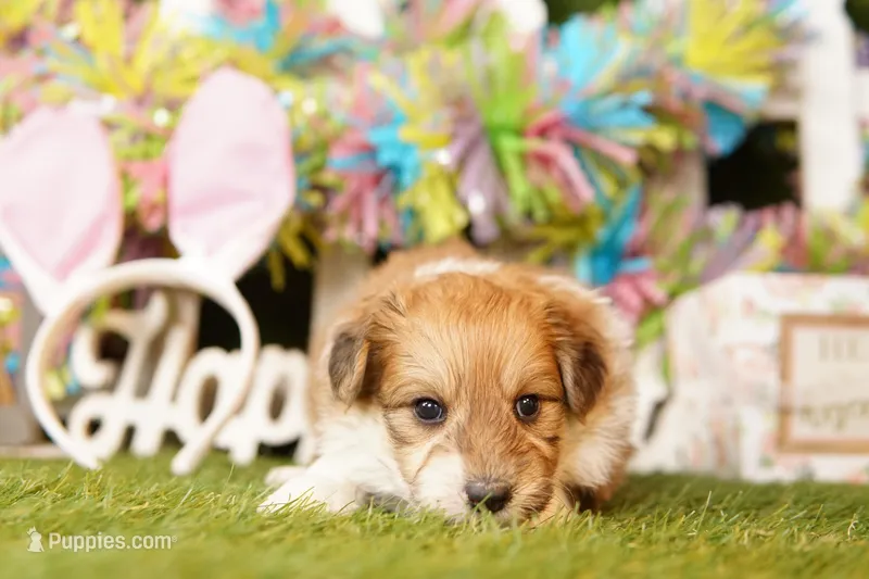 JACK – Pomeranian, Bichpoo puppy for sale in Lake Mills, IA