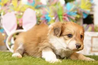 JACK, a male Pomeranian and Bichpoo for sale in Lake Mills, IA – Photo 3 of 3