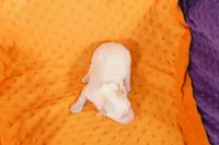 NOVA, a female American Eskimo and Aussiedoodle for sale in Lake Mills, IA – Photo 2 of 2