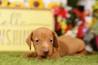 FLOAT, a male Miniature Dachshund for sale in Lake Mills, IA – 1 of 3