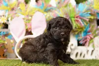 ENDEAVOR, a female Bichpoo for sale in Lake Mills, IA – Photo 3 of 3