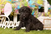 ENDEAVOR, a female Bichpoo for sale in Lake Mills, IA – Photo 2 of 3