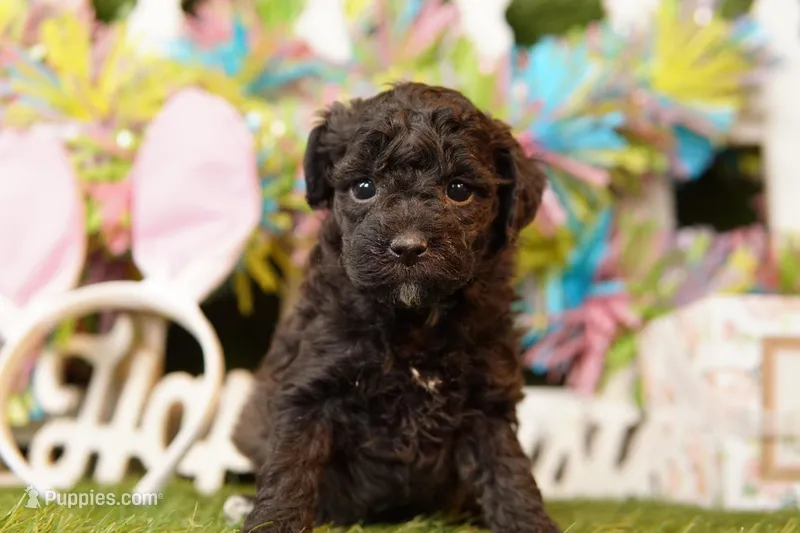 ENDEAVOR – Bichpoo puppy for sale in Lake Mills, IA