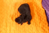 UFO, a female Aussiedoodle for sale in Lake Mills, IA – 2 of 2