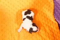 TRIDENT, a male Poodle - Miniature  for sale in Lake Mills, IA – 1 of 2
