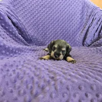 MARY, a female Miniature Schnauzer for sale in Lake Mills, IA – Photo 1 of 3