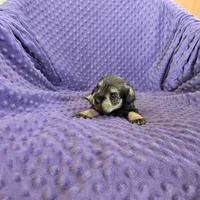 MARY, a female Miniature Schnauzer for sale in Lake Mills, IA – Photo 3 of 3