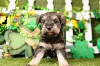 MARY, a female Miniature Schnauzer for sale in Lake Mills, IA – Photo 5 of 6