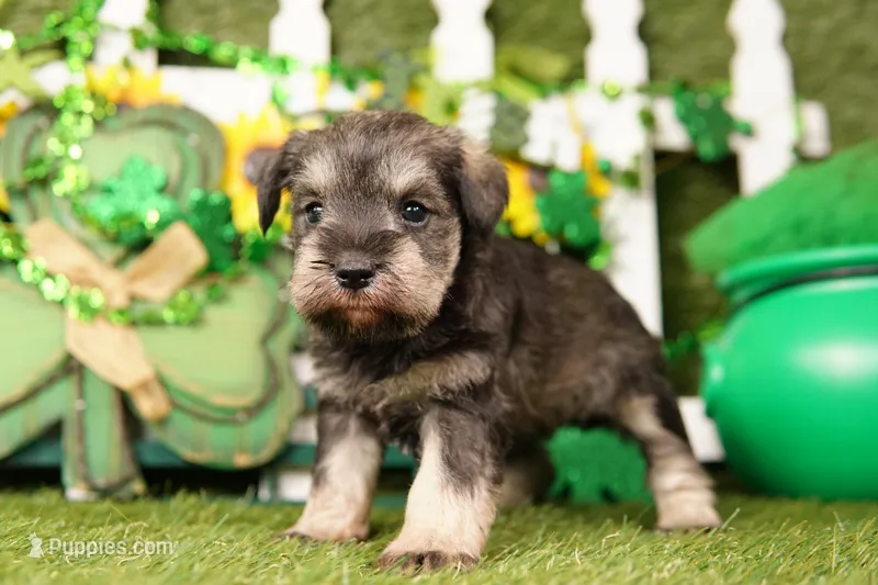 MARY – Miniature Schnauzer puppy for sale in Lake Mills, IA