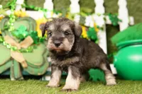 MARY, a female Miniature Schnauzer for sale in Lake Mills, IA – Photo 1 of 6