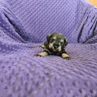 MARY, a female Miniature Schnauzer for sale in Lake Mills, IA – Photo 2 of 3