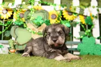 MARY, a female Miniature Schnauzer for sale in Lake Mills, IA – Photo 6 of 6