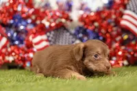 HOT, a female Chipoo for sale in Lake Mills, IA – 2 of 3